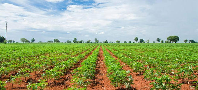 湖北農業供給側改革促有機肥迎來春天