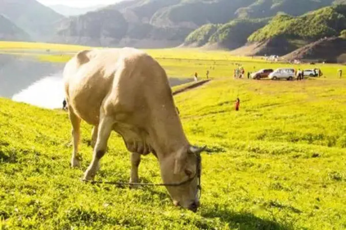 畜禽糞污資源化利用、有機肥替代化肥等綠色項目,如何申請補貼?