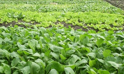 畜禽糞污處理能源化、肥料化、工業化成為方向