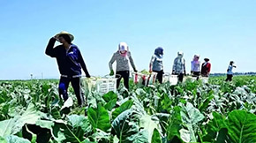 2021年綠色種養循環農業試點技術指導意見