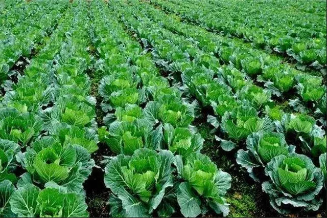 質量興農 綠色興農