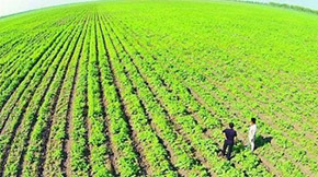 財(cái)政部 農(nóng)業(yè)農(nóng)村部發(fā)布2021年重點(diǎn)強(qiáng)農(nóng)惠農(nóng)政策