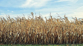 四川省樂山市夯實(shí)六項(xiàng)措施 加大秸稈綜合利用力度