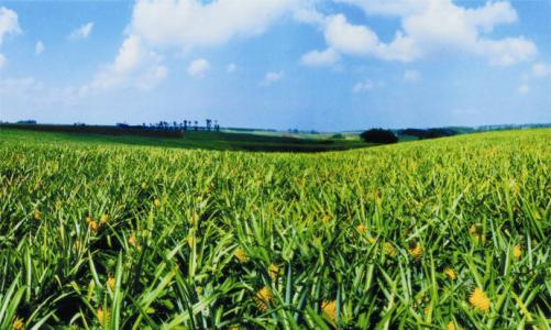 畜禽養殖廢棄物生產有機肥相關技術研究