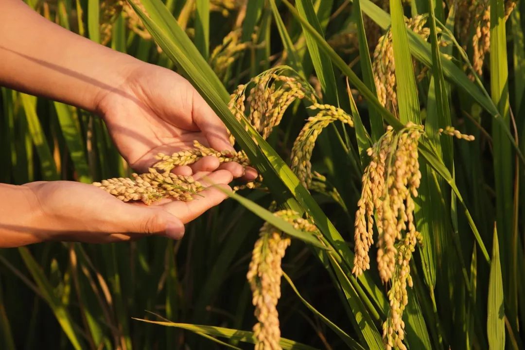 中央定調!生物有機肥將全面加速發力!