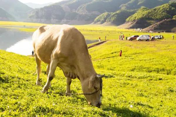 畜禽糞污資源化利用、有機肥替代化肥等綠色項目,如何申請補貼?