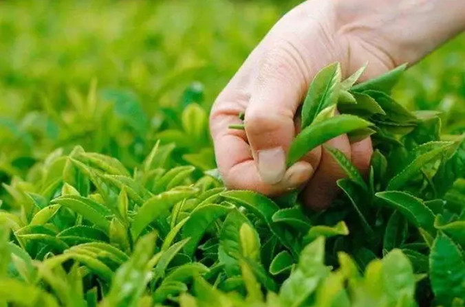 農廢歸田化春泥 污糞變寶興產業