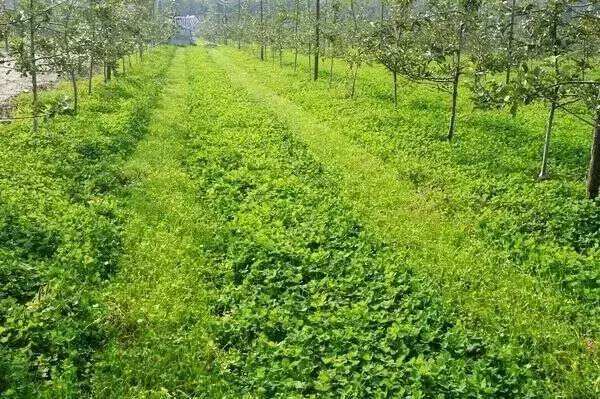 重磅 | 生物有機(jī)肥必將爆發(fā)!