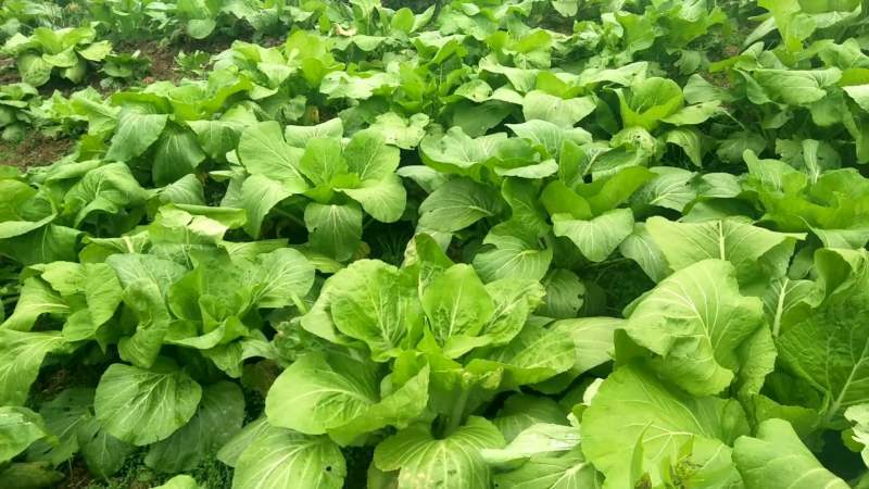 未腐熟的有機肥危害竟然這么大!