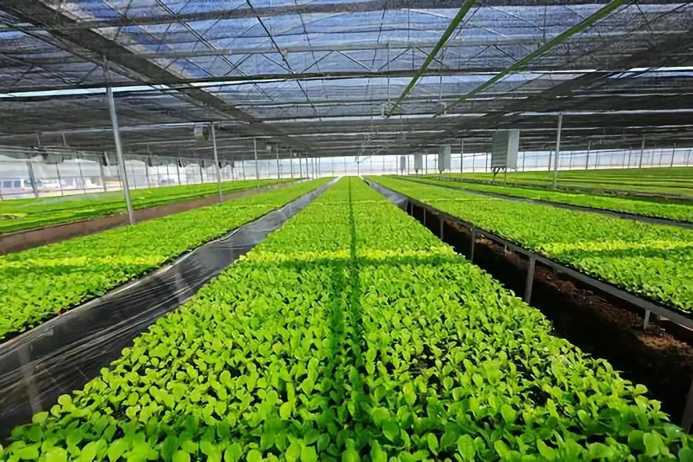 青海春耕生產(chǎn)完成,有機(jī)肥施用面積達(dá)300萬畝