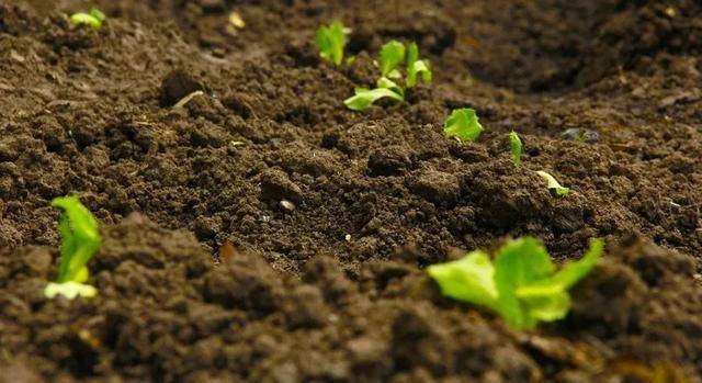 農業(yè)農村部部署推進畜禽糞污資源化利用項目