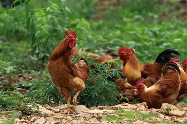 發酵雞糞和烘干雞糞,哪個比較好?